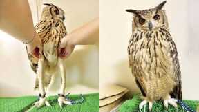 Aren't Owls The Cutest? - Funny Owl Video | Pets Town