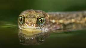 The Unsinkable Lizard | A Perfect Planet | BBC Earth