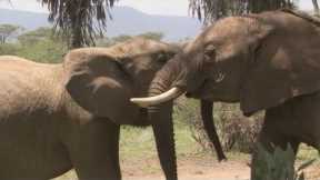 Elephant Calf Jealous Of Younger Sister | Secret Life Of Elephants | BBC Earth
