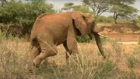 Injured Elephant Calf Finds A Supportive Herd | Secret Life Of Elephants | BBC Earth