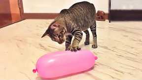 Cats And Dogs Play With Balloons - Funny Pets Reaction | Pets Town