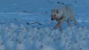 Arctic Wolf Hunts Drove of Arctic Hares | A Perfect Planet | BBC Earth