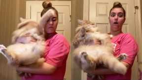 Cats Slap - Funny Cat Video | Pets Town