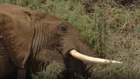 Elephant's Life Saved By Split-Second Decision | Secret Life Of Elephants | BBC Earth