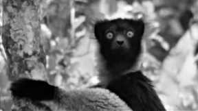 Sir David Attenborough (1961) Best Of Zoo Quest To Madagascar | BBC Earth