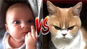 Funny Cat Videos  - Baby and Cat Fun and Cute - Funny Baby Videos