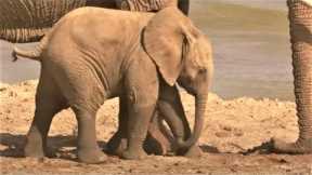Baby Elephant Plays In The Sand | Secret Life Of Elephants | BBC Earth