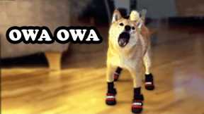 OWA OWA Tiktok Trend - Funny Pet Reaction | Pets Town