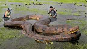 10 Biggest Snakes Ever Found on Planet Earth