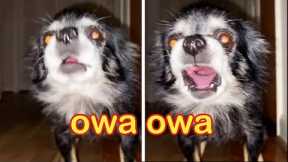 Can I Get A  OWA OWA - Funny Dog Challenge Tiktok | Super Dog