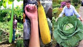 World's Largest Vegetables and Fruits Ever Grown