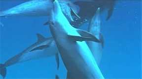 Bottlenose Dolphin Harasses Smaller Species | Wild Caribbean | BBC Earth