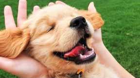 Funny Happy Dog ? - Make Your Pets Happy ? | Super Dog