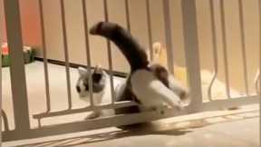 Pet Escape Artists - Funny Dog And Cat Video Compilation  | Super Dog