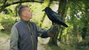 The Raven Who Solves Puzzles | Animal Einsteins | BBC Earth