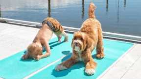 How Your Dog Do Yoga  ?- Funny And Cute Pets Video | Super Dog