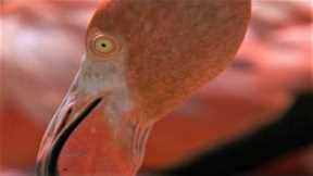 West Indian Flamingos Make Shrimp Soup | BBC Earth