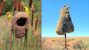 15 Incredible Nests Built by Birds