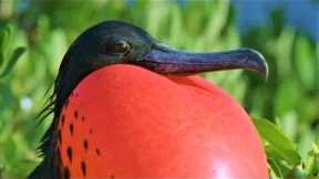 Bizarre Mating Ritual Of The Frigatebird | Wild Caribbean | BBC Earth