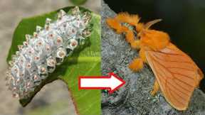 10 Amazing Caterpillars to Moths/Butterflies Transformations