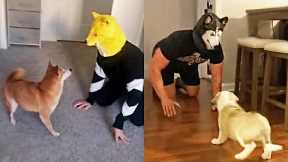 Funny Dog Reaction - Dog vs Dog Mask | Pets Town