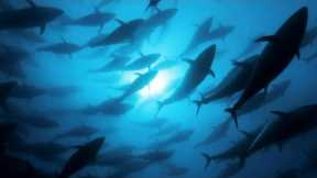 Tracking Bluefin Tuna | A Perfect Planet | BBC Earth