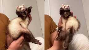 Ferrets Are Beyond Funny - Try Not To Laugh | Pets Town