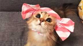 Aww!! Baby Cat's So Cute ? - Cute Pets Videos | Super Dog