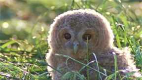 Tawny Owl Chick's First Leap | Five Owl Farm | BBC Earth