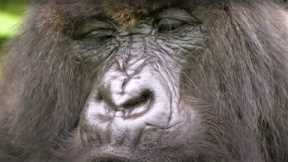 Best Gorilla Moments | Top 5 | BBC Earth