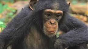 Best Chimpanzee Moments | Top 5 | BBC Earth