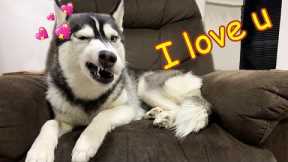 Funny Dog Say ' I Love You' ?- Funny And Cute Pets Videos | Super Dog