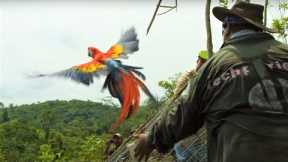 Macaws Released Into The Wild | Jungle Animal Hospital | BBC Earth