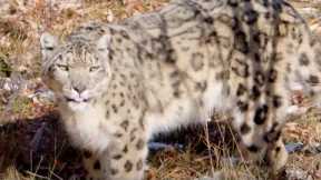 Snow Leopards: Ghosts in the Snow (Full Episode) | Part 3 | BBC Earth