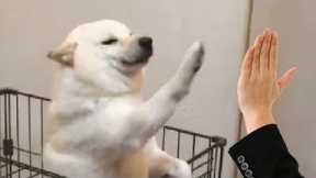 Watch These Smart Pets High Five - Funny Pet Reaction | Pets Town