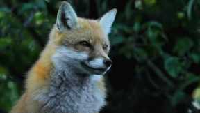Baby Orphan Fox Rescue | Wild Rescue | BBC Earth