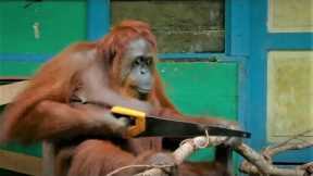 Incredible Orangutan Moments | Part 1 | BBC Earth