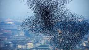 One Million Starlings Swarm (7 Tonnes of Bird Poo) | Superswarm | BBC Earth