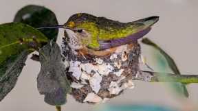 My Hummingbird Nest Story ???