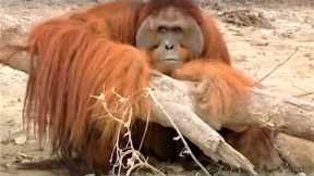 Incredible Orangutan Moments | Part 2 | BBC Earth