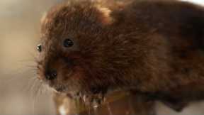 Saving Water Voles From Extinction | Wild Rescue | BBC Earth