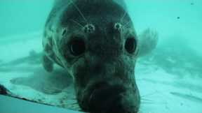 Rescuing Adorable Grey Seals | Wild Rescue | BBC Earth