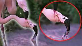 Is This Flamingo Feeding Blood to its Baby?