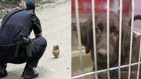 Cute Animals That Got Arrested For Strange Reasons