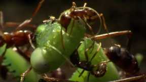 Praying Mantis Decapitated by Ant Swarm | Superswarm | BBC Earth