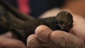 Small Creatures In Need of Care | Wild Rescue | BBC Earth