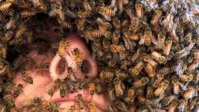The Man Who Can Control Bees | Superswarm | BBC Earth