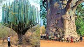 World's Largest Cactus and The Biggest Tree