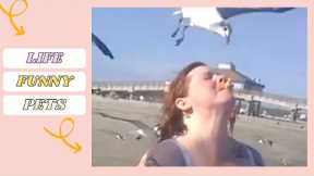 These Birds Love Beach Girls! Funny Animals | LIFE FUNNY PETS ??