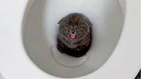 Poor Kitten Falling Into The Toilet - Funny Pets Video | Super Dog